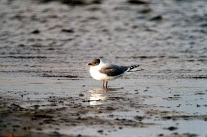 Gull, Sabine's, St George Alaska 06-1996 B06P69I01